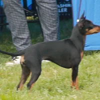 Manchester Terrier (Toy), picture 7 of 9