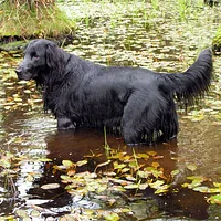 Flat-Coated Retriever, picture 3 of 9