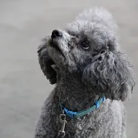 Poodle (Miniature)