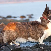 Pembroke Welsh Corgi, picture 3 of 7