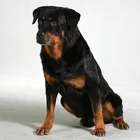 Rottweiler, picture 2 of 9