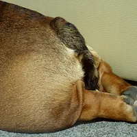 Bulldog