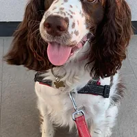 English Springer Spaniel, picture 4 of 8