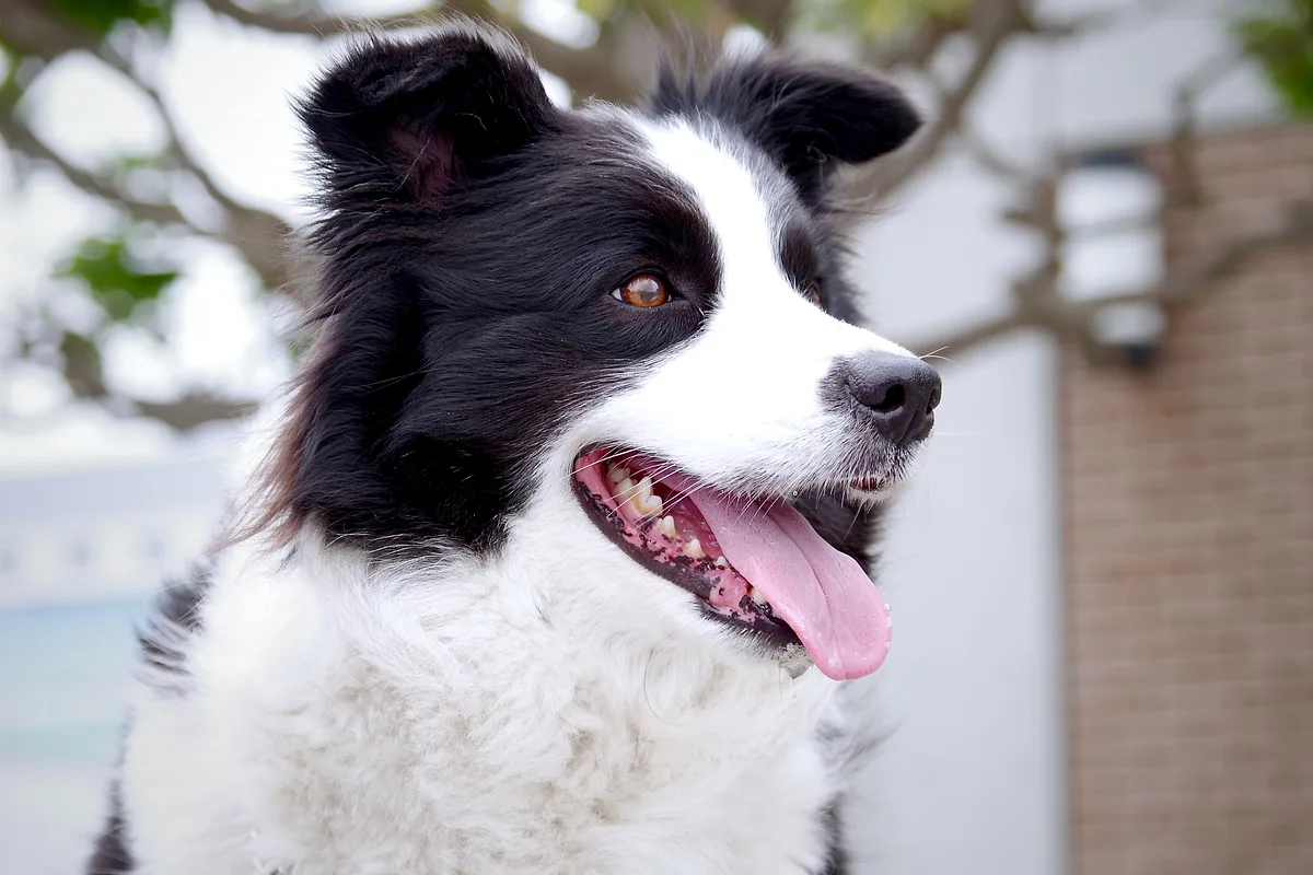 Border Collie