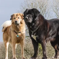 Tibetan Mastiff, picture 8 of 10