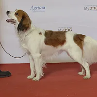 Nederlandse Kooikerhondje, picture 5 of 9