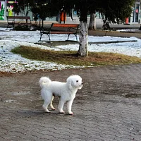 Bichon Frise, picture 5 of 7
