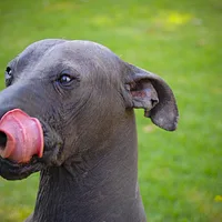 Xoloitzcuintli, picture 1 of 6