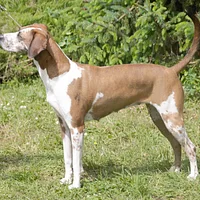 American Leopard Hound, picture 3 of 10