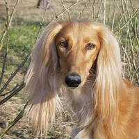 Saluki, picture 6 of 9