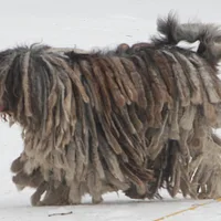 Bergamasco Sheepdog, picture 3 of 9