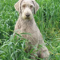 Slovakian Wirehaired Pointer, picture 3 of 10