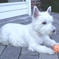 West Highland White Terrier, picture 5 of 8