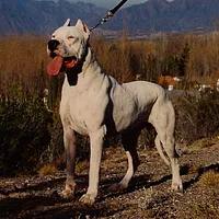 Dogo Argentino, picture 5 of 10