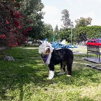 Old English Sheepdog, picture 6 of 9
