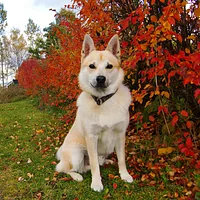A Norwegian Buhund dog