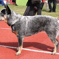 Australian Cattle Dog