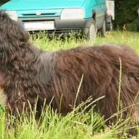 Portuguese Sheepdog, picture 9 of 10