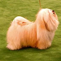 Havanese, picture 2 of 4