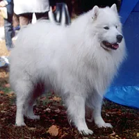 Samoyed, picture 3 of 7