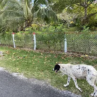 Catahoula Leopard Dog