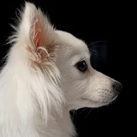 Japanese Spitz, picture 5 of 9