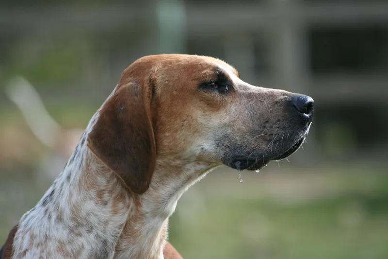 English Foxhound dog, photographed by Flickr user Thowra_uk