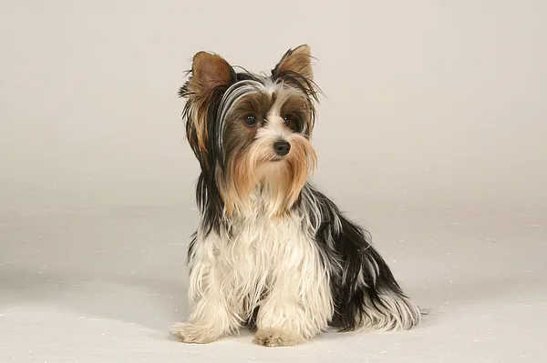 A Biewer Terrier