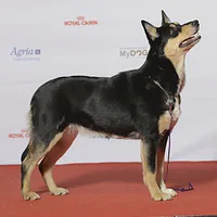 Lapponian Herder
