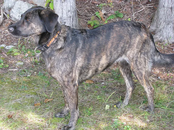 A Treeing Tennessee Brindle