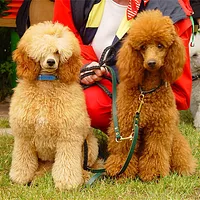 Poodle (Toy), picture 7 of 7