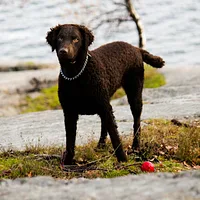 Curly-Coated Retriever