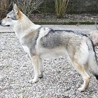 Czechoslovakian Vlcak, picture 4 of 10
