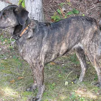 Treeing Tennessee Brindle