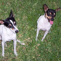 Toy Fox Terrier, picture 10 of 10