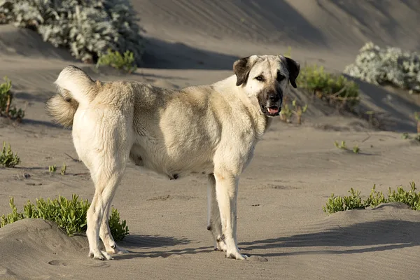 A Anatolian Shepherd Dog