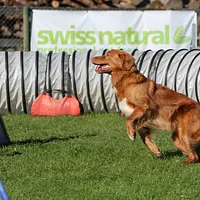 Nova Scotia Duck Tolling Retriever, picture 6 of 9