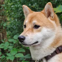 Shiba Inu, picture 4 of 9