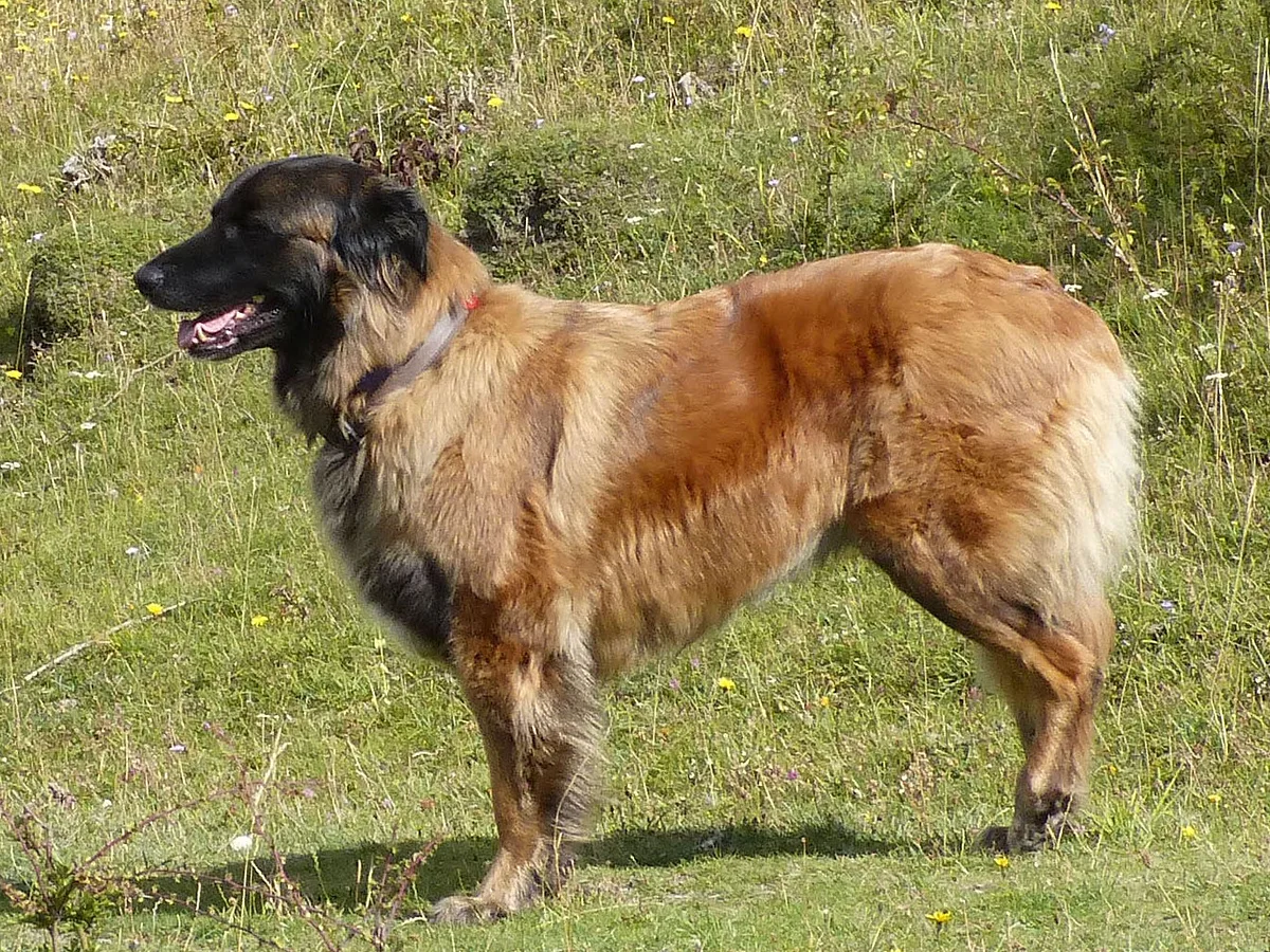 Estrela Mountain Dog dog, photographed by gailhampshire from Cradley, Malvern, U.K