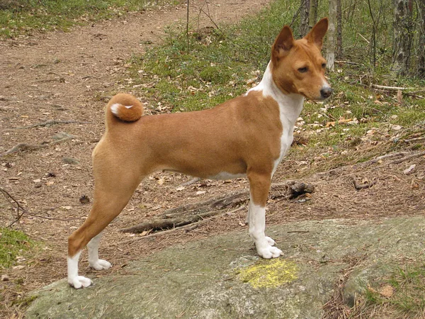 A Basenji