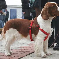 Welsh Springer Spaniel, picture 7 of 10