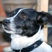 Rat Terrier, picture 3 of 10