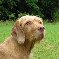 Wirehaired Vizsla, picture 2 of 10