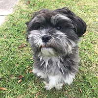 Shih Tzu, picture 2 of 8