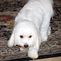 Coton de Tulear