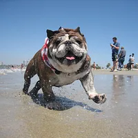 Bulldog