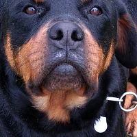 Rottweiler, picture 9 of 9