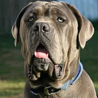 A Neapolitan Mastiff dog