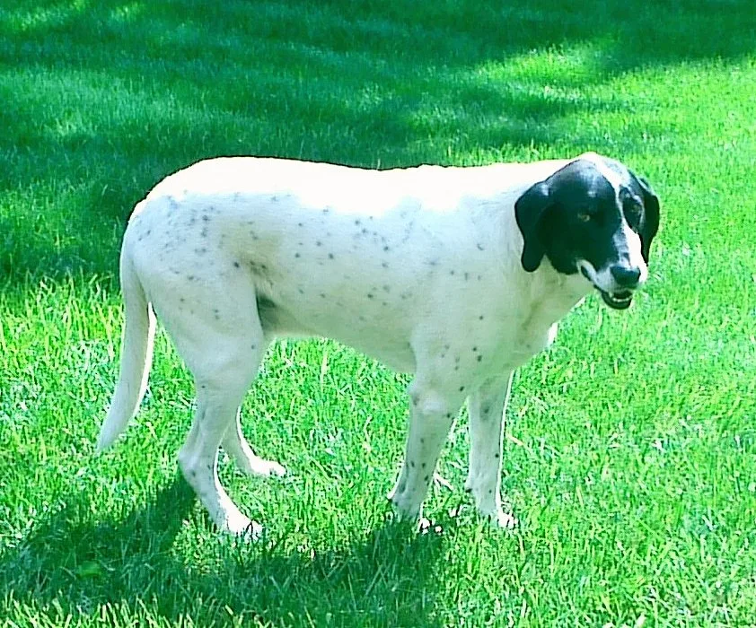 American Foxhound dog, photographed by Athletesrun