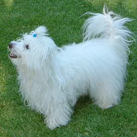 Coton de Tulear, picture 2 of 10